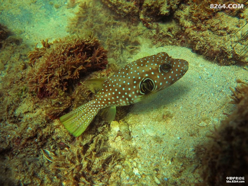 6月30日三亚后海船潜随拍小丑鱼,狮子鱼,傻瓜鱼和软珊瑚