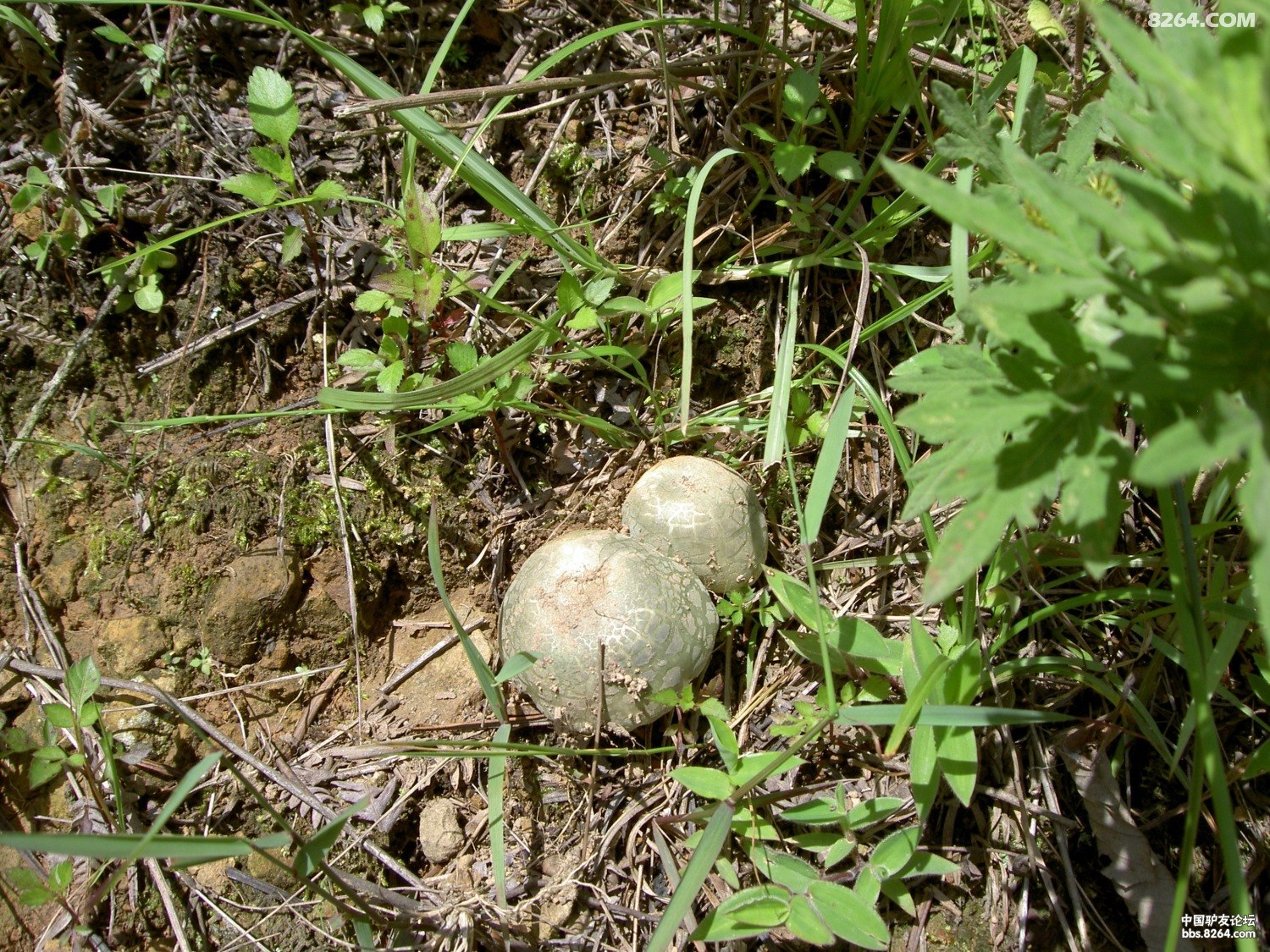 PICT9901.JPG