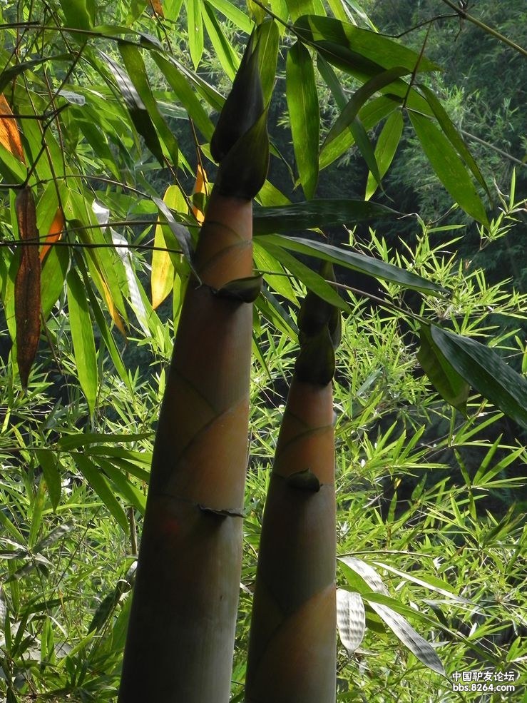 满沟都是麻竹和毛竹及普通的硬头黄竹.