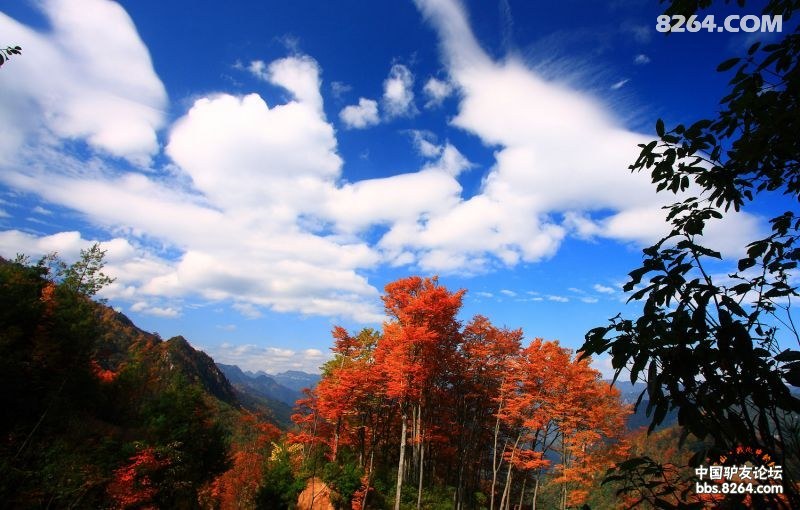 醉梦红林,幻影雾山.亦现红林,亦现仙 一起去看枫叶林