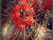 2018大阪游记攻略,大阪户外游记,大阪自助游线