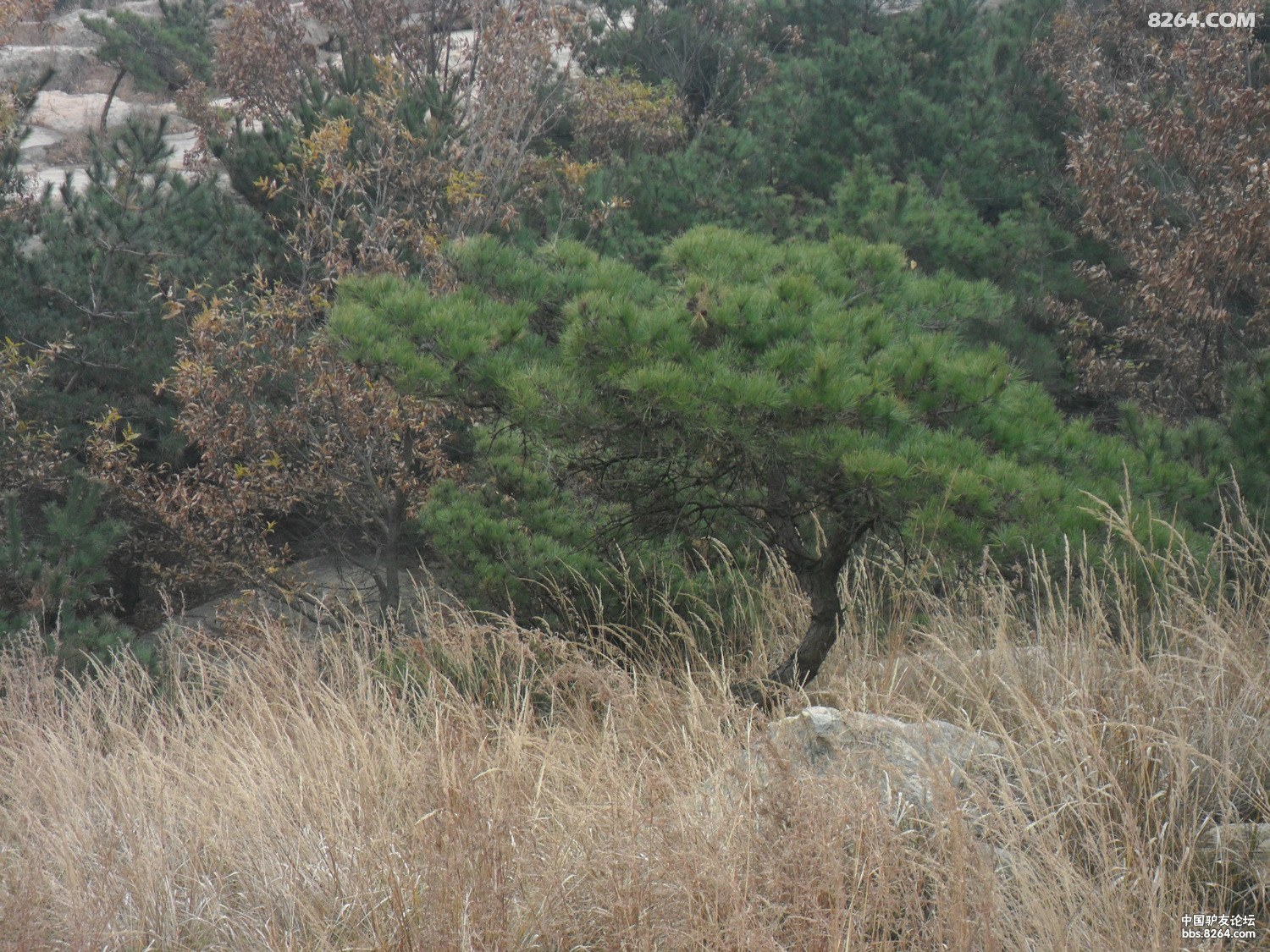 2013年11月23日小穿越北垛山日照巨峰后山旺