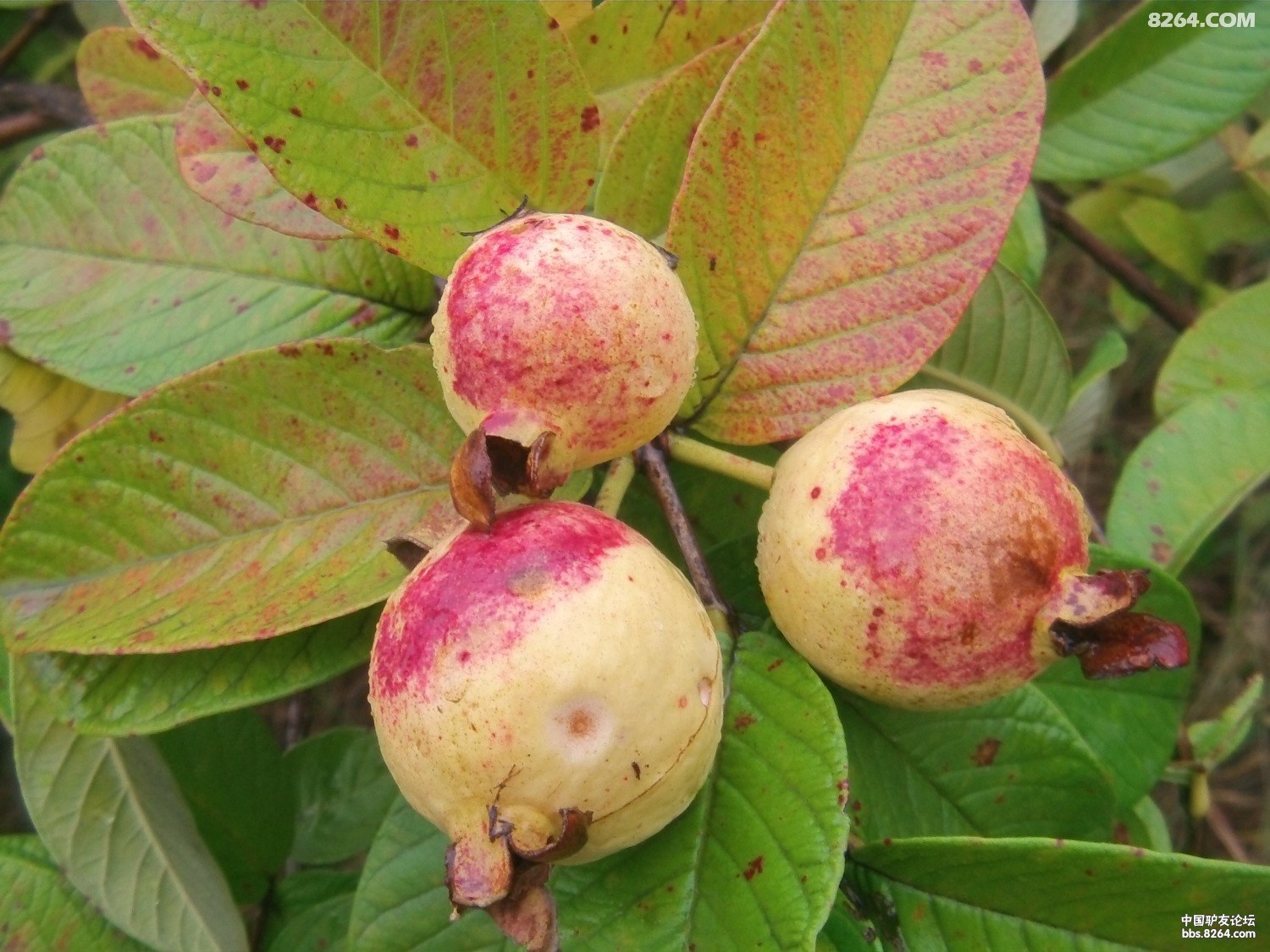 《舌尖上的永胜》之"仁和味道"——红心果_云南省丽江市永胜县仁和镇