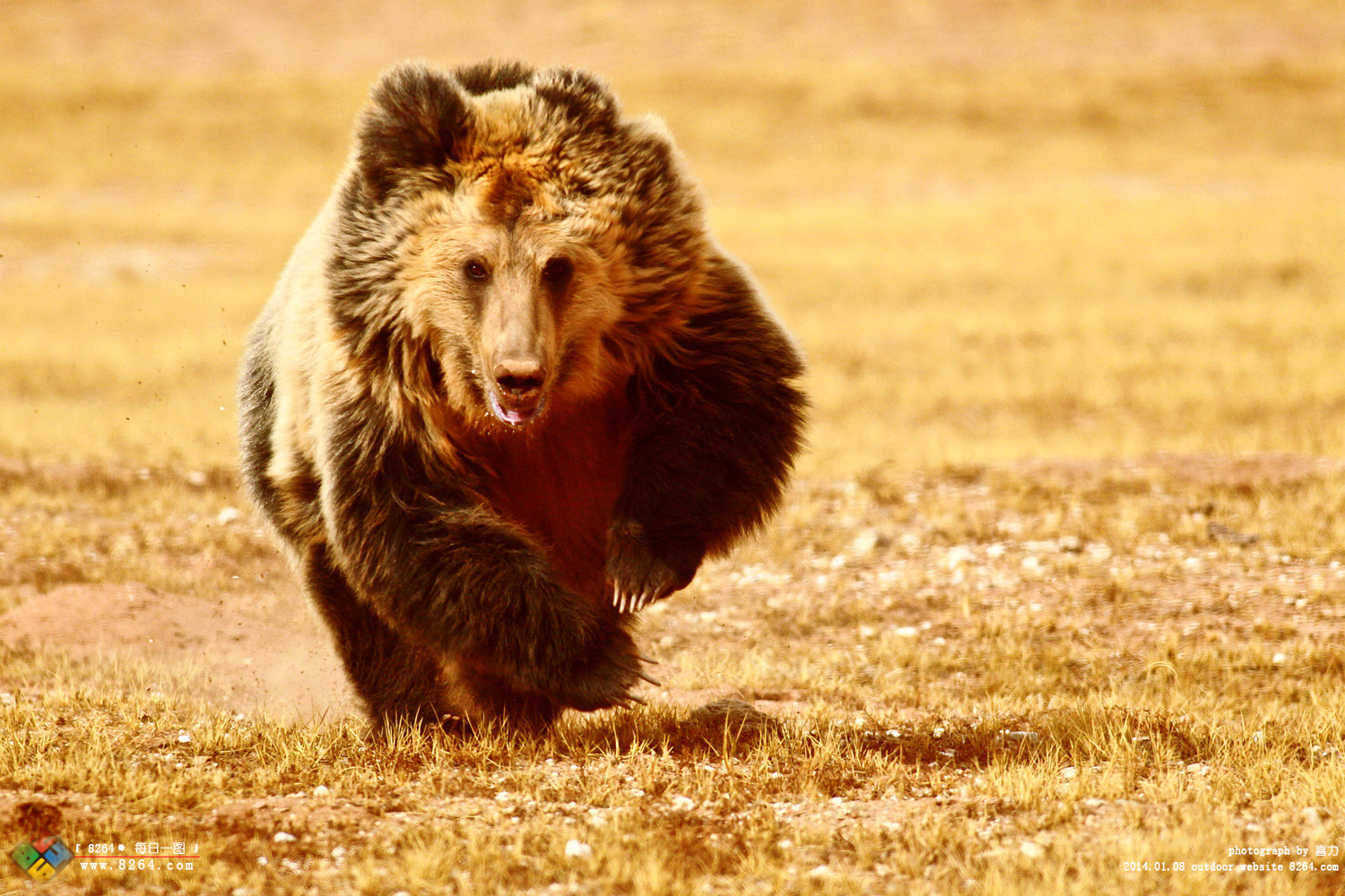 愤怒的野生棕熊每日一图第812期
