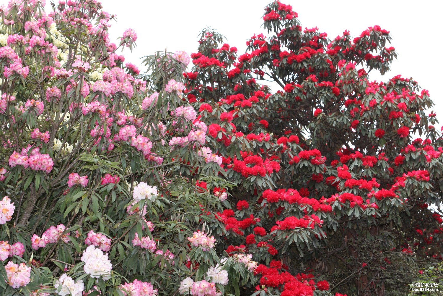 2014中国贵州百里杜鹃国际杜鹃花节3月16日启幕