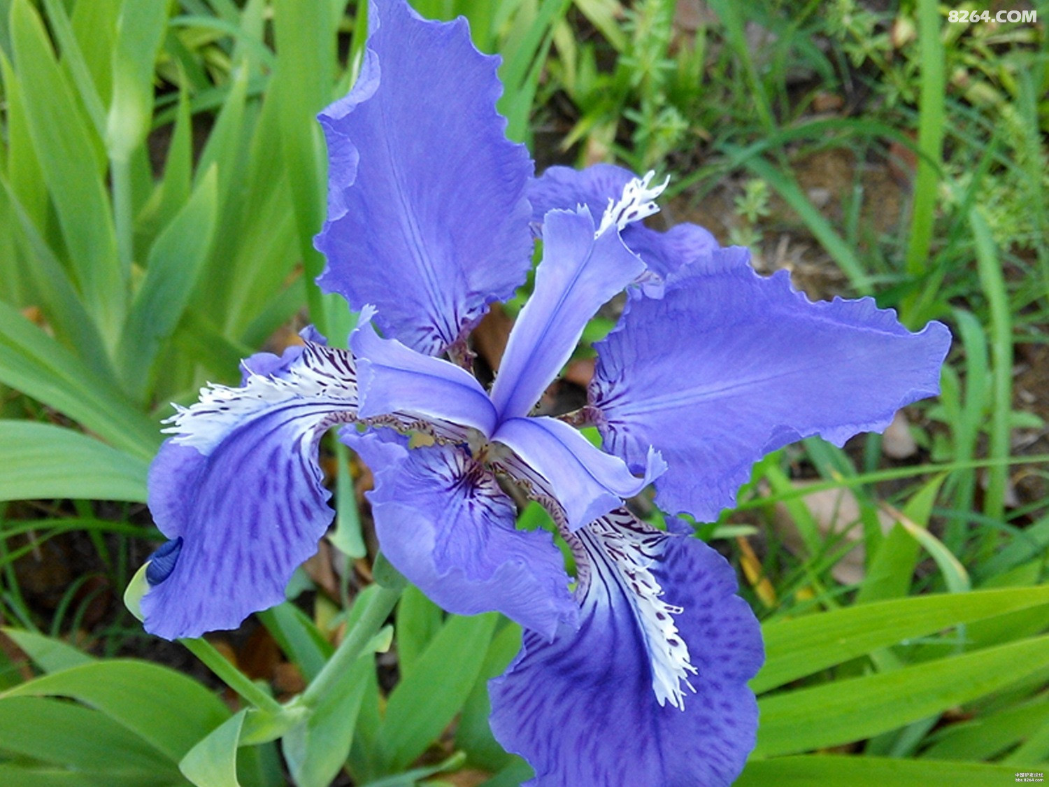 偏偏起舞的蝴蝶蓝