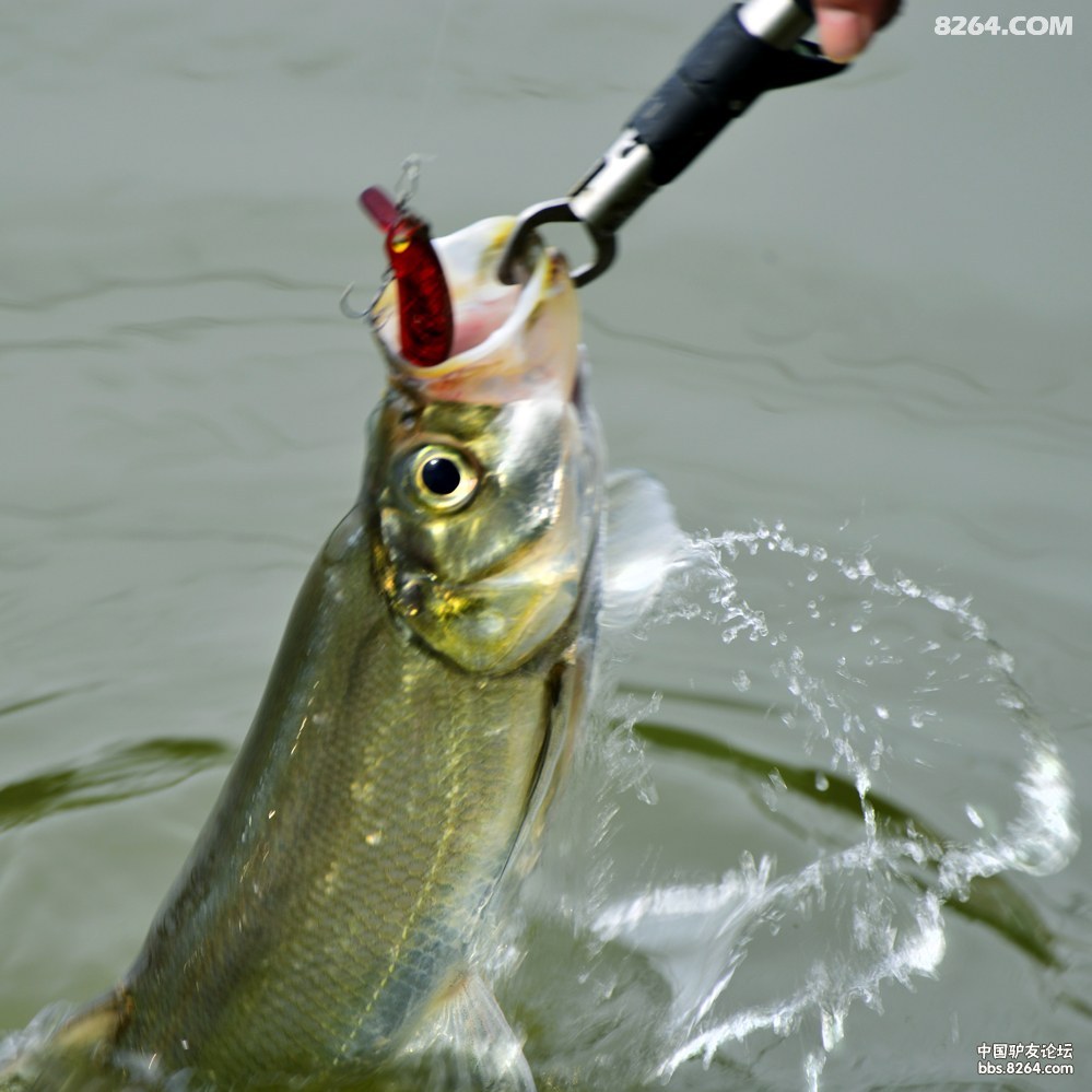 [和摄影师路野去渔猎] 第六站 寻翘猎青 里下河