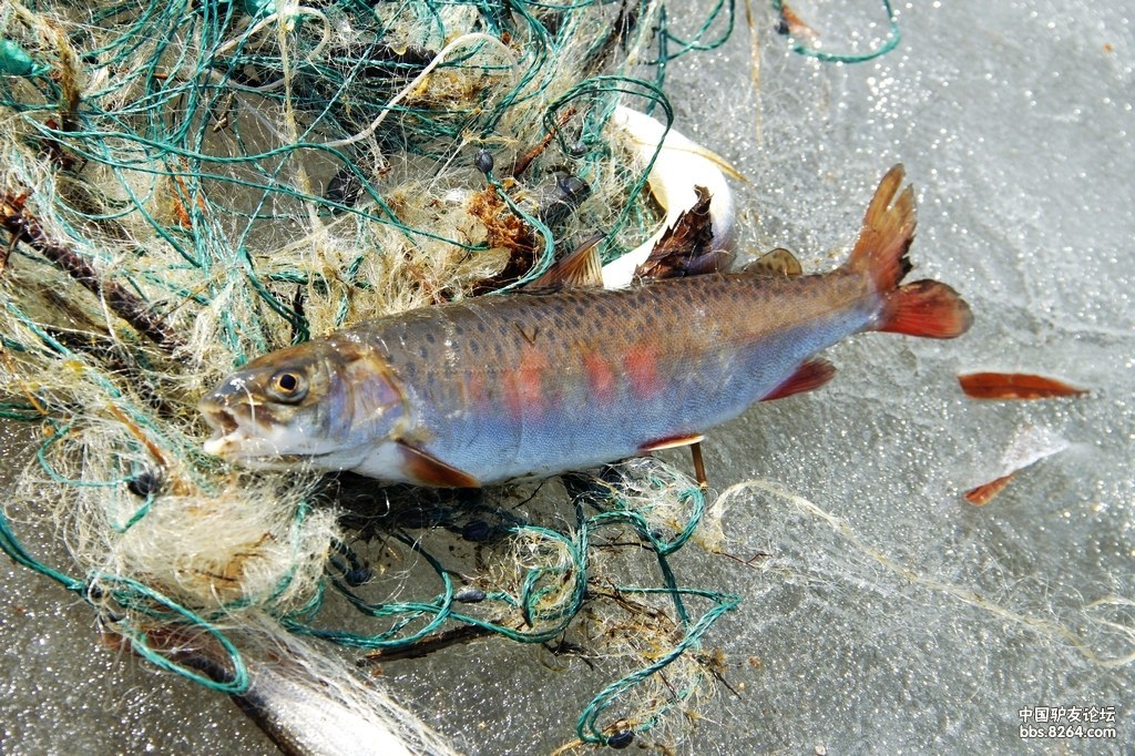 大兴安岭老道口捕野生开江鱼