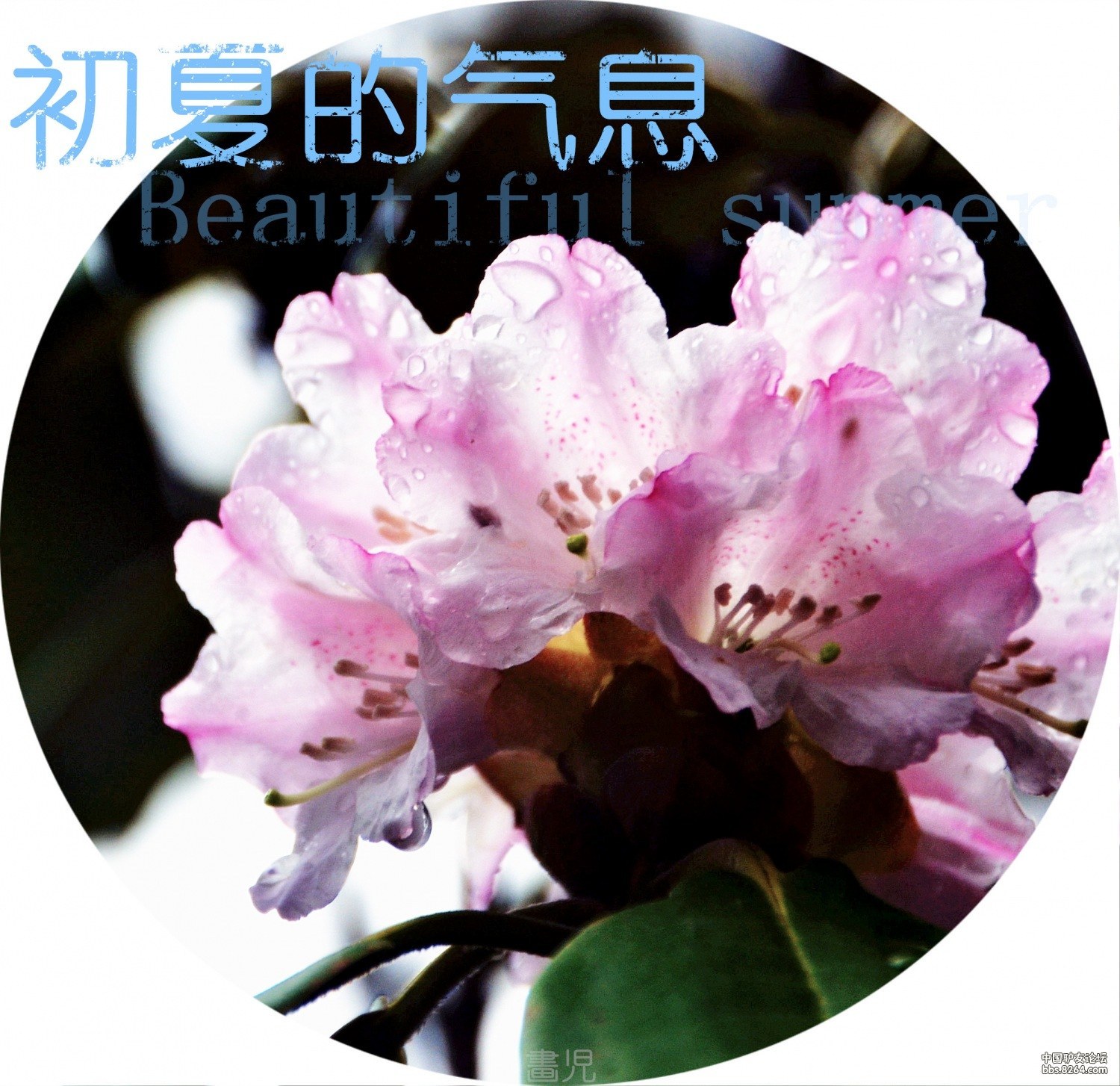不要随便掀开雾盖  ,  你比较容易把灵魂遗失在哪儿  ———  行走在金蝉药水之间
