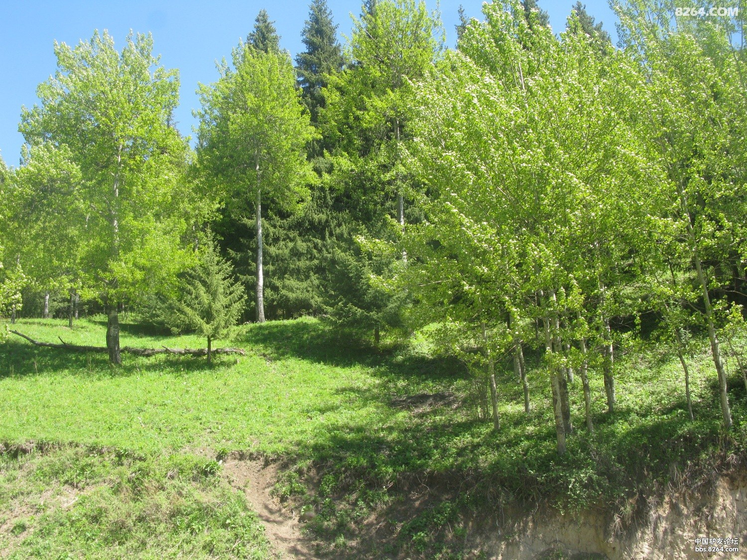 IMG_7950.JPG