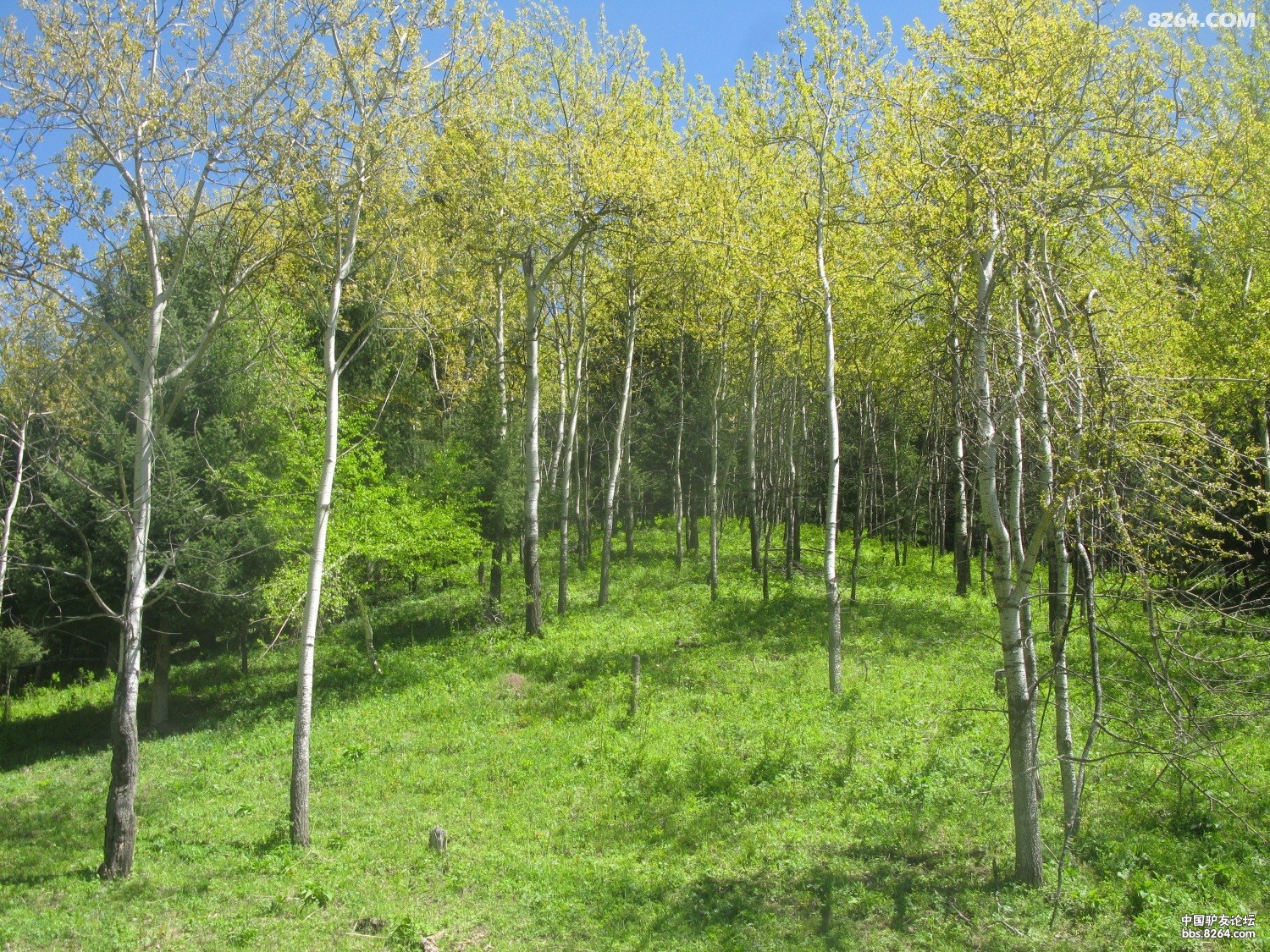 IMG_7953.JPG