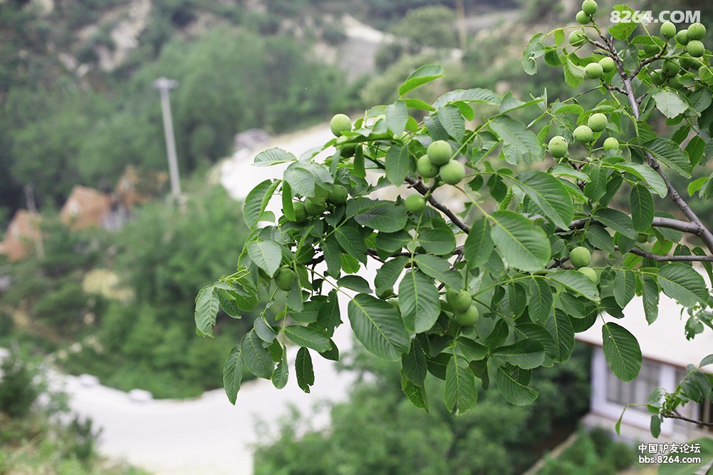 一群兴致勃勃的驴子,伴着连绵不断的果树前行.凉风习习,闻香而上 . .