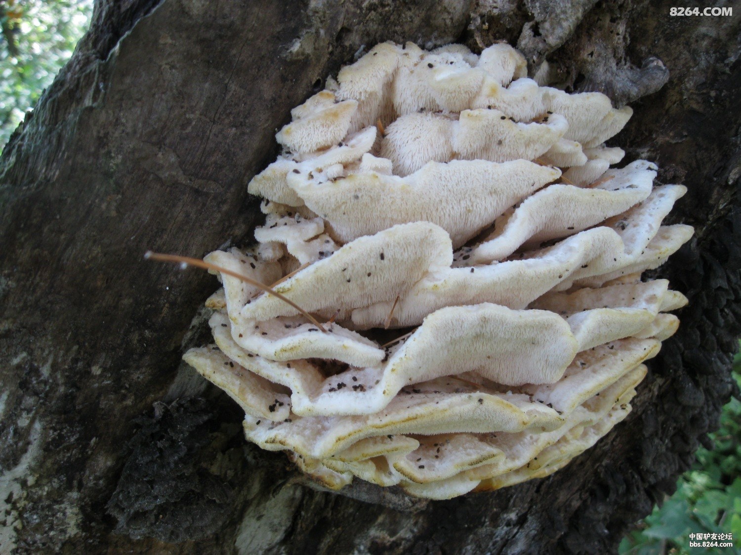 吉林有个地方叫干饭盆