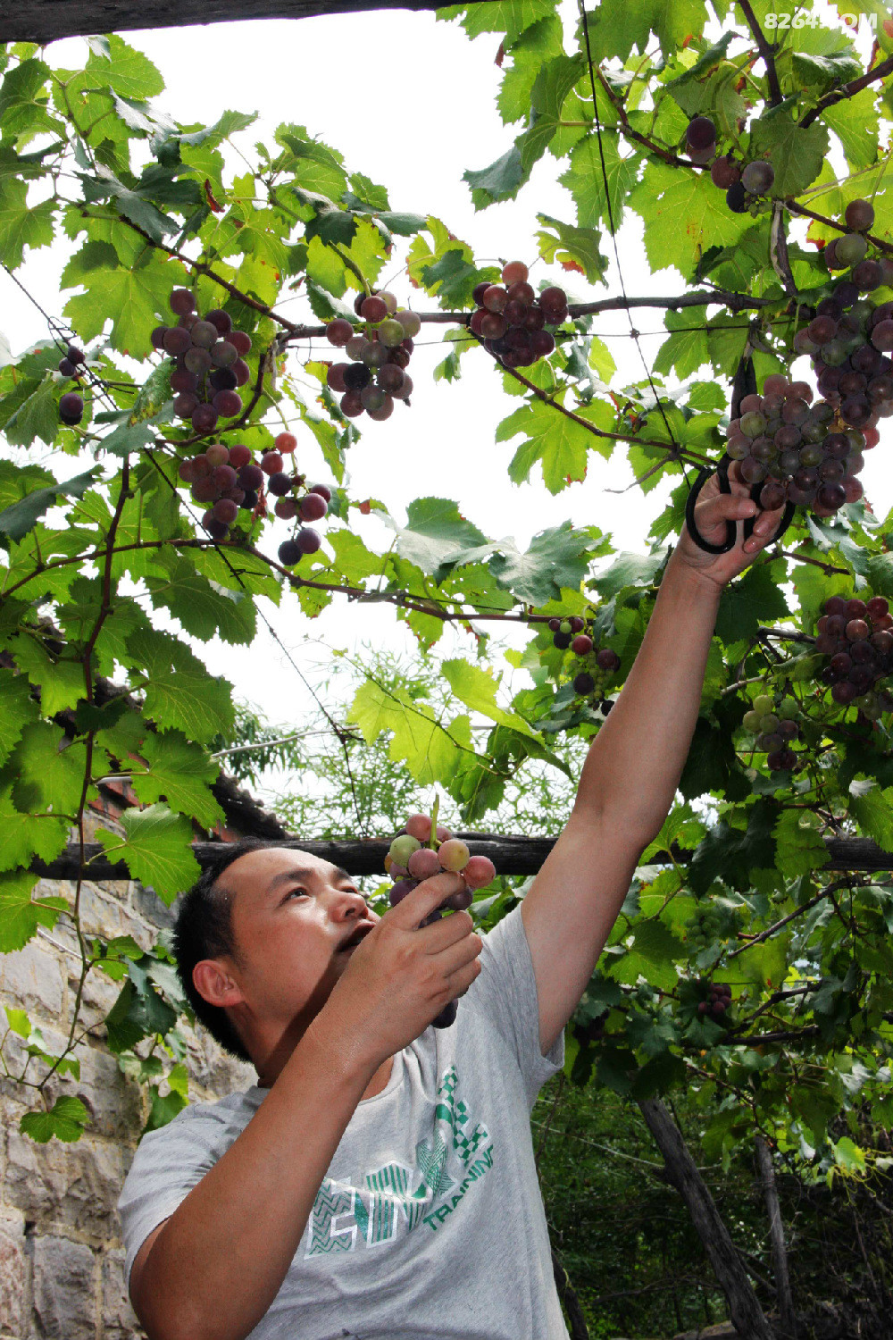 山亭北庄镇洪门村摘葡萄