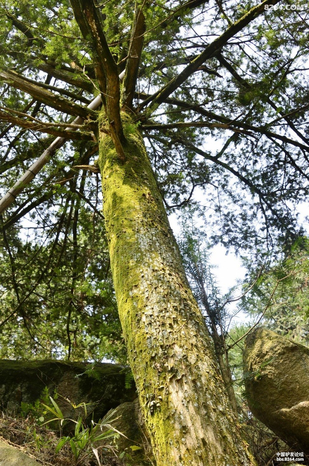 九华山稀有树木红豆杉