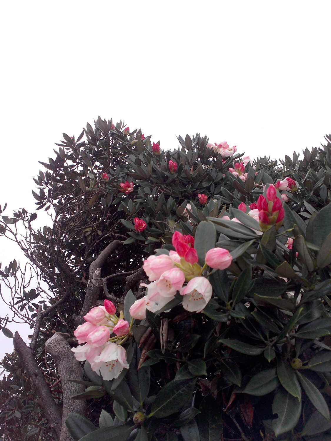 IMG20140511101.jpg