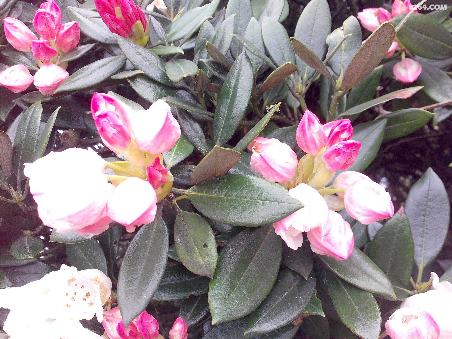 IMG20140511104.jpg