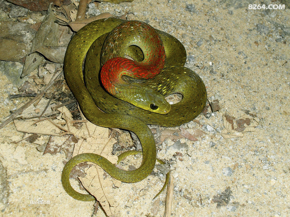 这种蛇绝对是由毒的,而且毒性很强.我从小见这种蛇无数次.