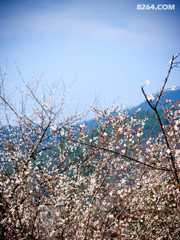 1月11日周日梁化梅园赏香雪梅艳芳休闲摄影惠东