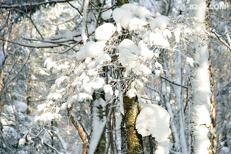 童话世界的老里克湖雪景谁不看谁后悔2015124拍