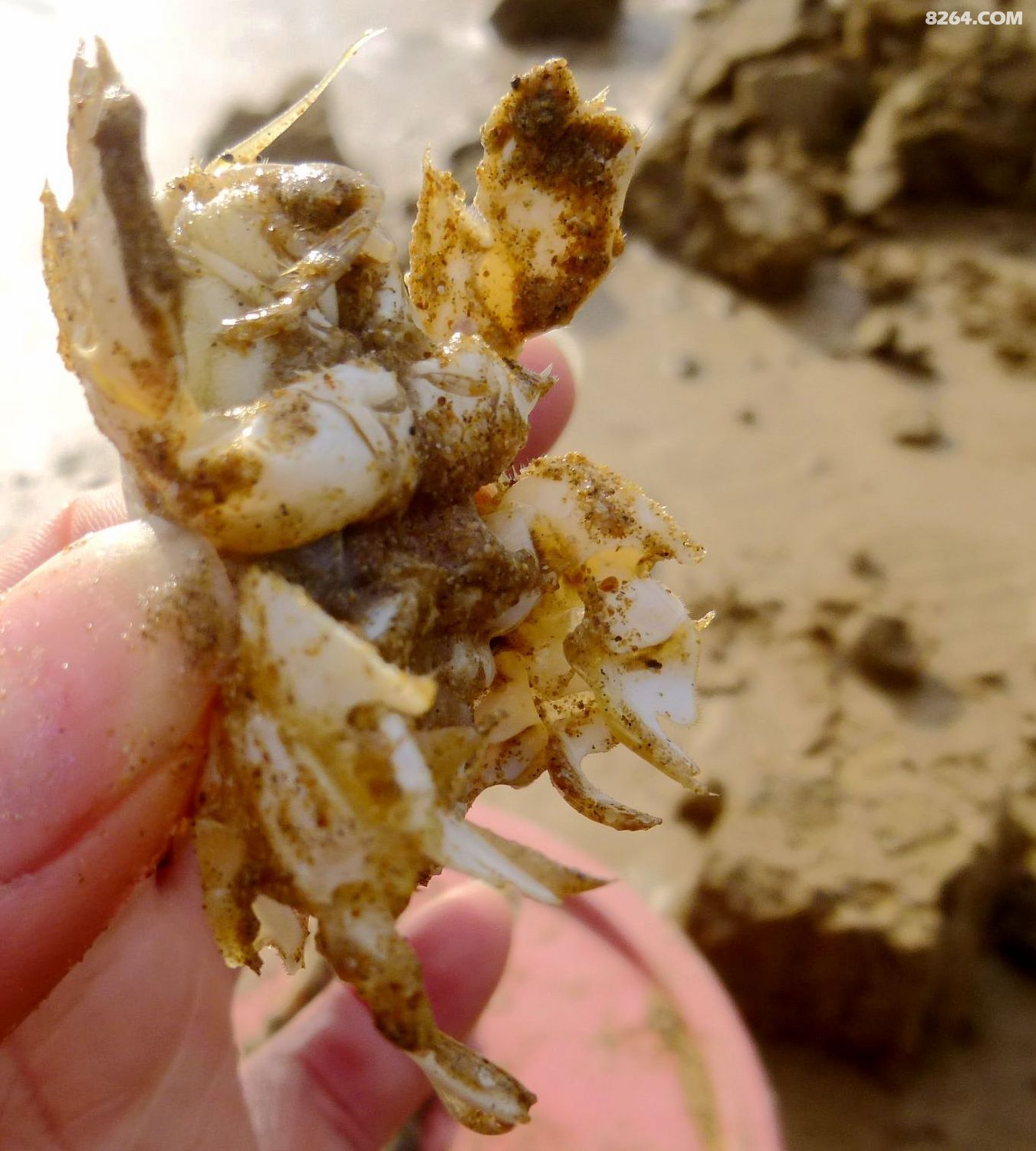 石老人沙滩挖海蝉