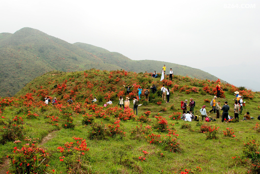 3月29日登开平天露山赏高山野生杜鹃花海