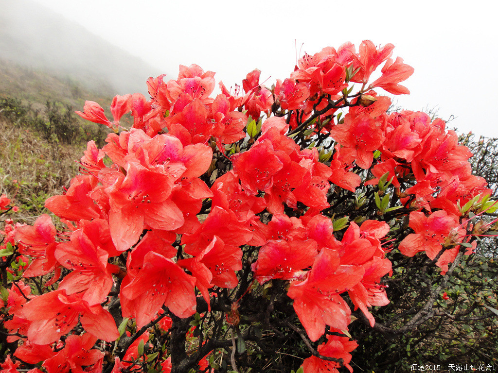 映山红漫山遍野闪亮登场2015天露山红花大会盛况直击12团
