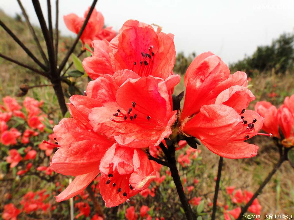 映山红漫山遍野闪亮登场2015天露山红花大会盛况直击12团