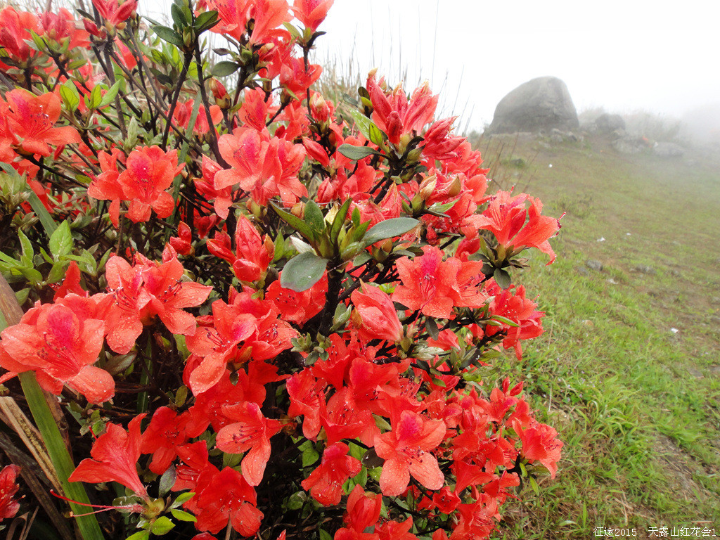 映山红漫山遍野闪亮登场2015天露山红花大会盛况直击12团
