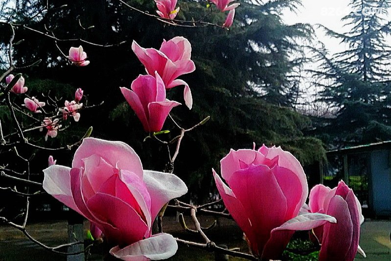 玉兰始盛开春天花正艳自驾邢台市区街道观怒放的玉兰花