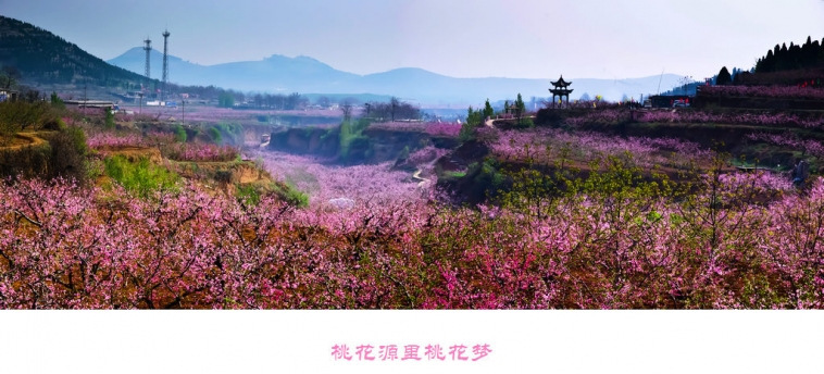 12(周日)肥城赏桃花花,挖野菜休闲游[济南] - 第1页 - 山东 - 8264