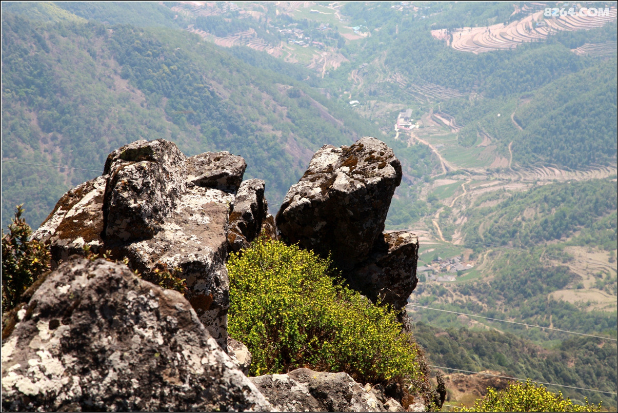 会理龙肘山的杜鹃花海