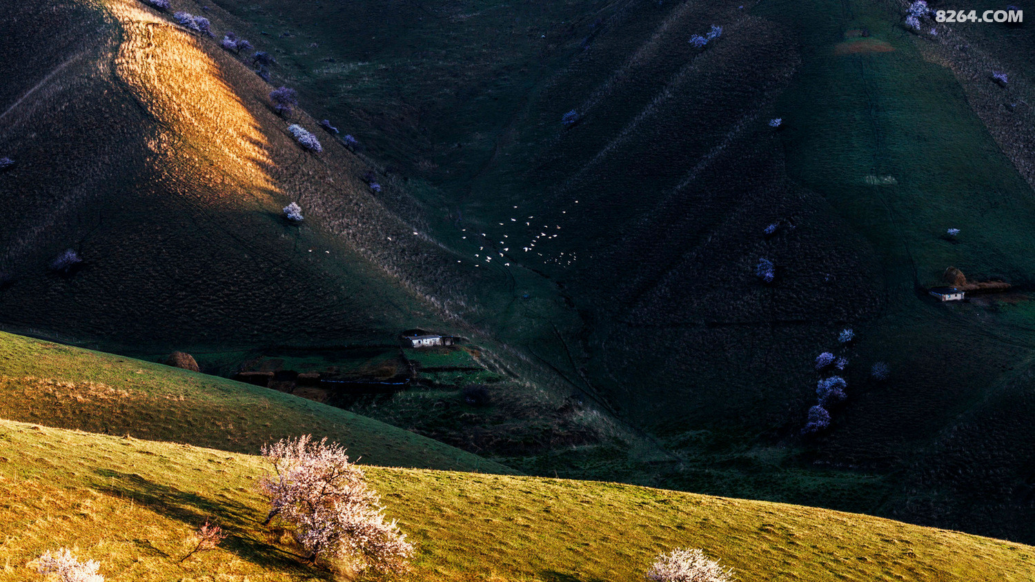 伊犁吐尔根野杏林