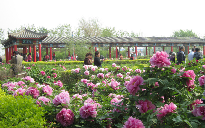 4月19日周日邢台柏乡汉牡丹园临城岐山湖休闲联票一日游