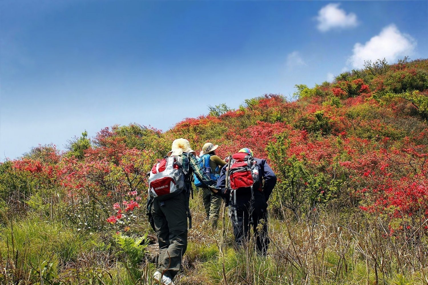 4月18日黄子山杜鹃花海登山摄影户外写真一日活动[芜湖]