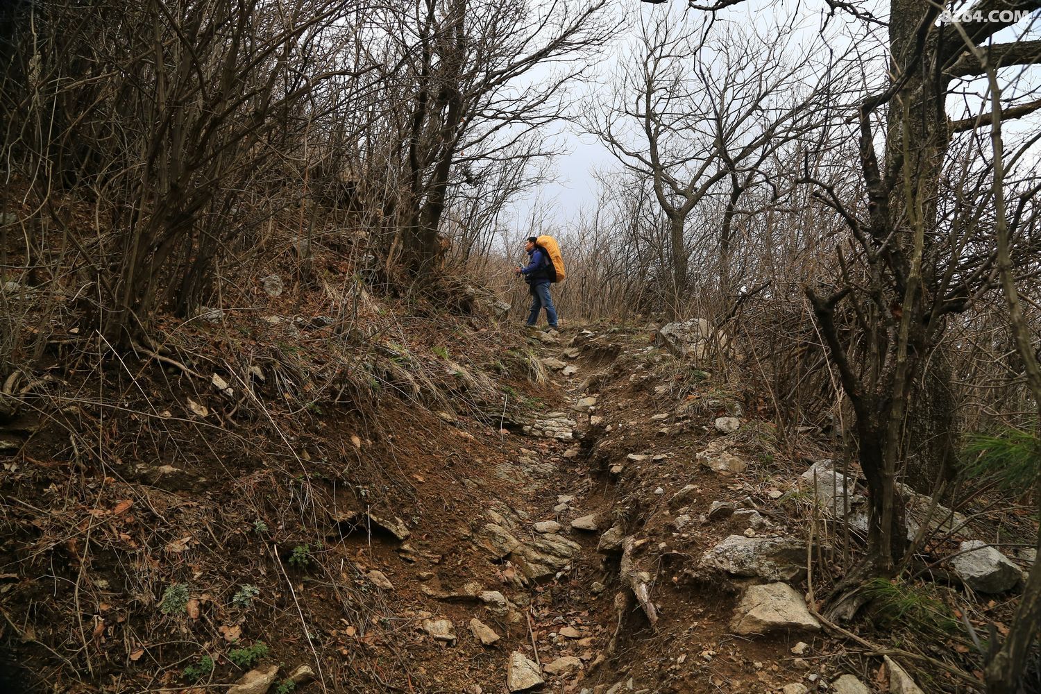 春登河南之巅老鸦岔垴2015年4月