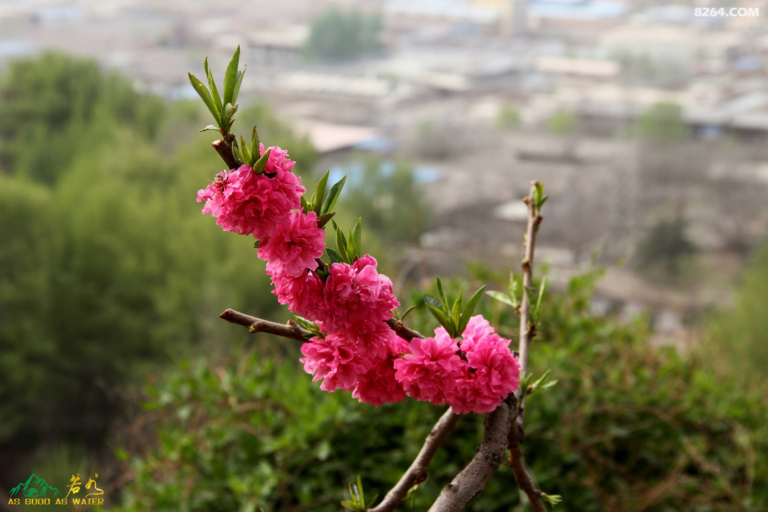 旗飘四月仁寿山人面桃花相映红