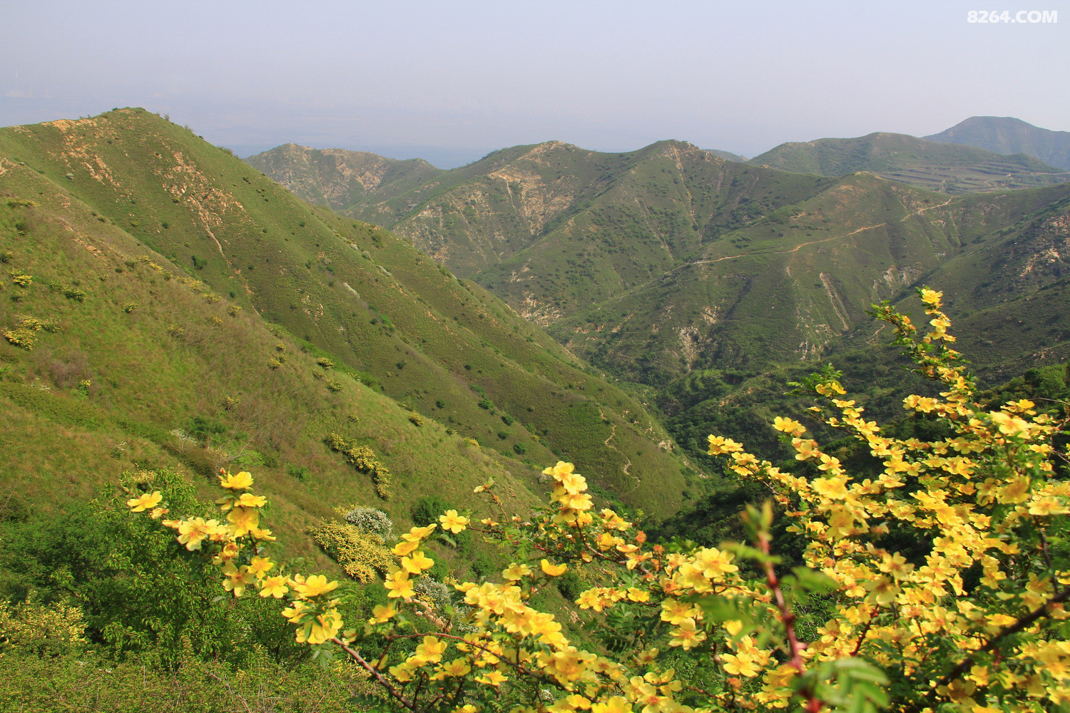 中条山春末赏花记