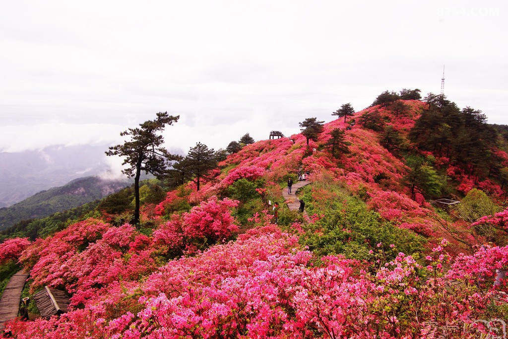 人间美景麻城龟峰山赏杜鹃花王2期麻城