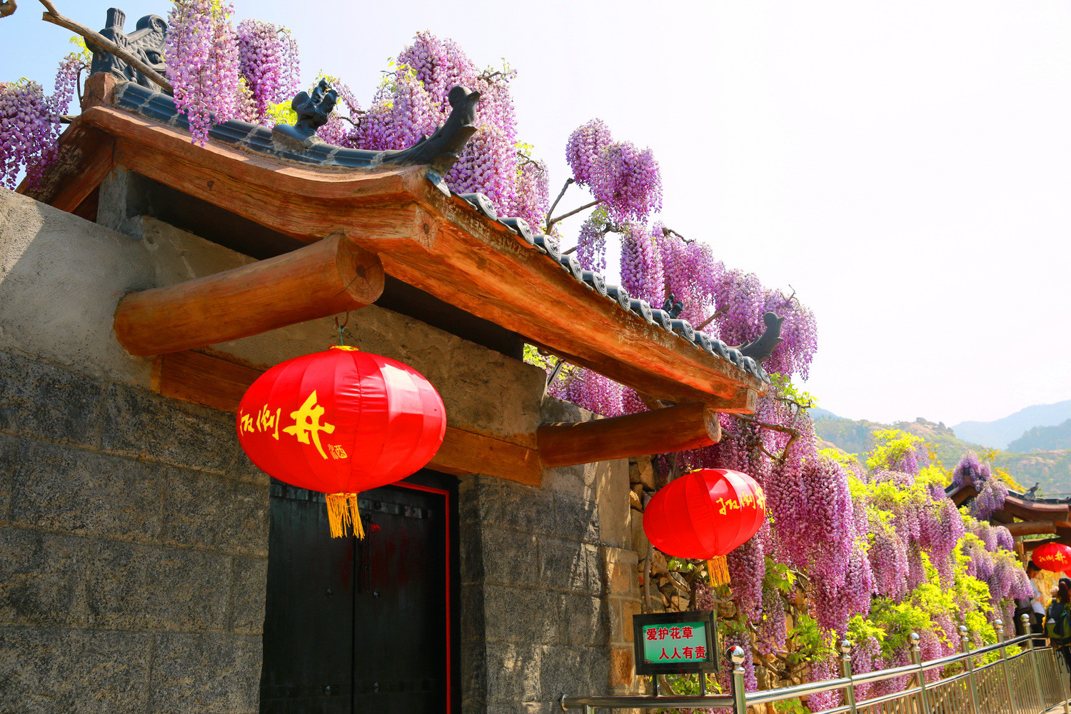 您见过50年树龄的紫藤花吗费县紫藤山庄赏花片片分享相机拍照