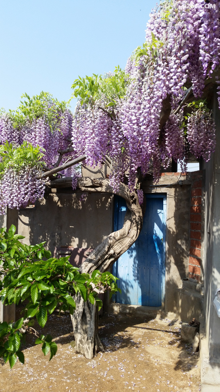 费县紫藤山庄赏花休闲腐败游照片回顾手机拍摄