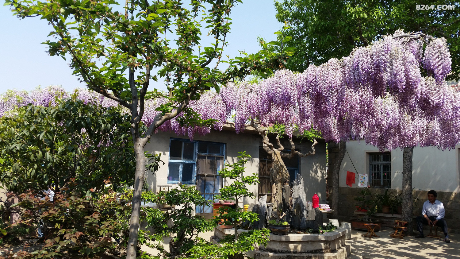 费县紫藤山庄赏花休闲腐败游照片回顾手机拍摄