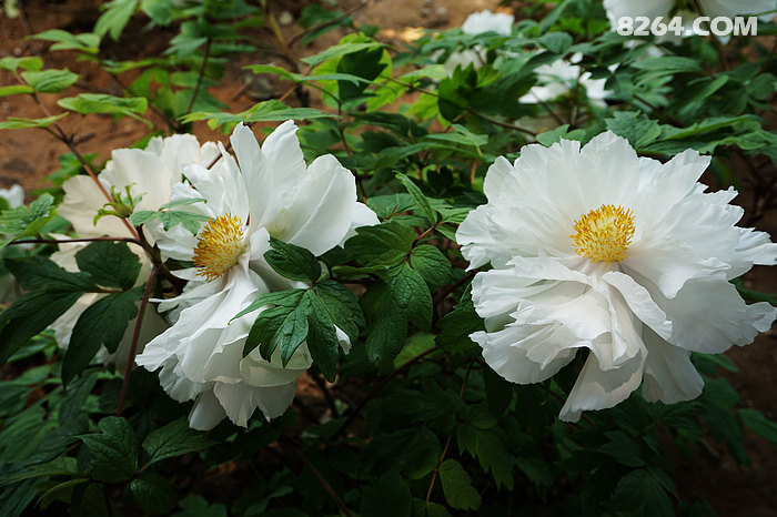 DSC00150.jpg