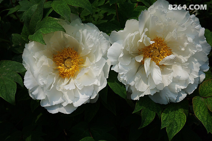 DSC00155.jpg