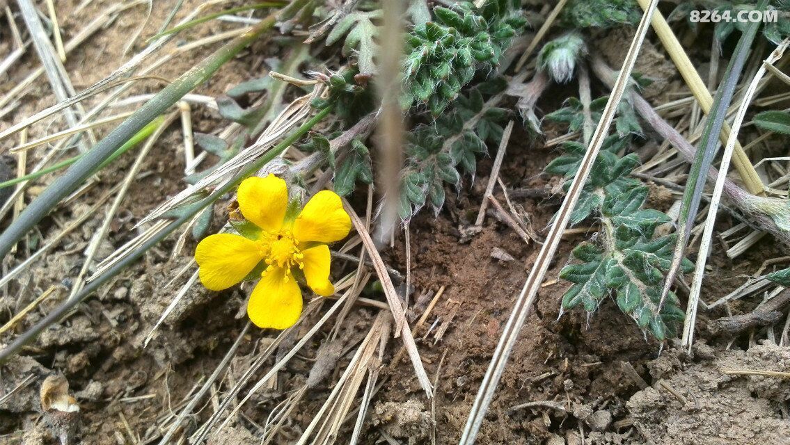 擦肩牛心山拥抱桥儿山