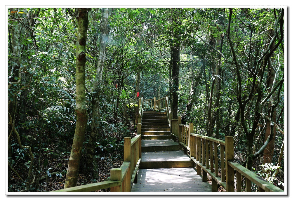 梦寐的原始热带雨林奇观尖峰岭之鸣凤谷