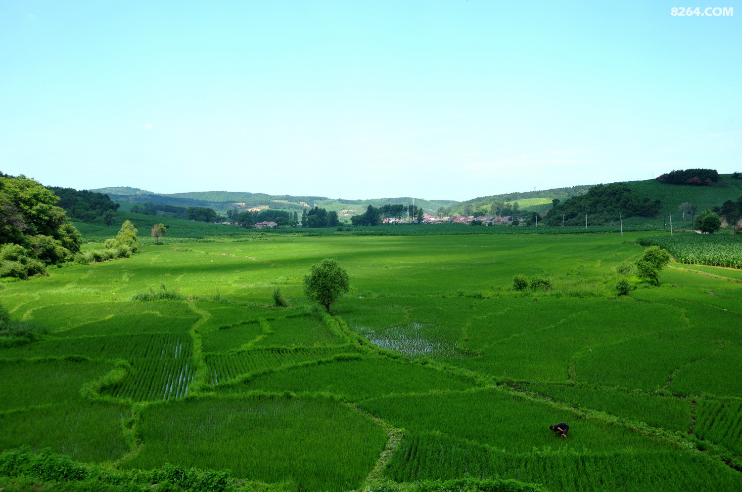 DSC_3519_����.jpg