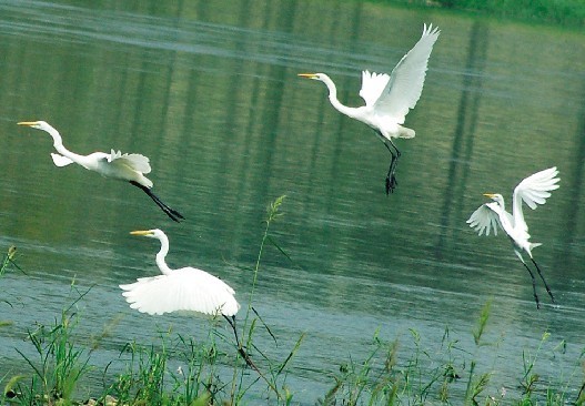 8月23日抚顺白鹭岛活动通知[辽宁抚顺]