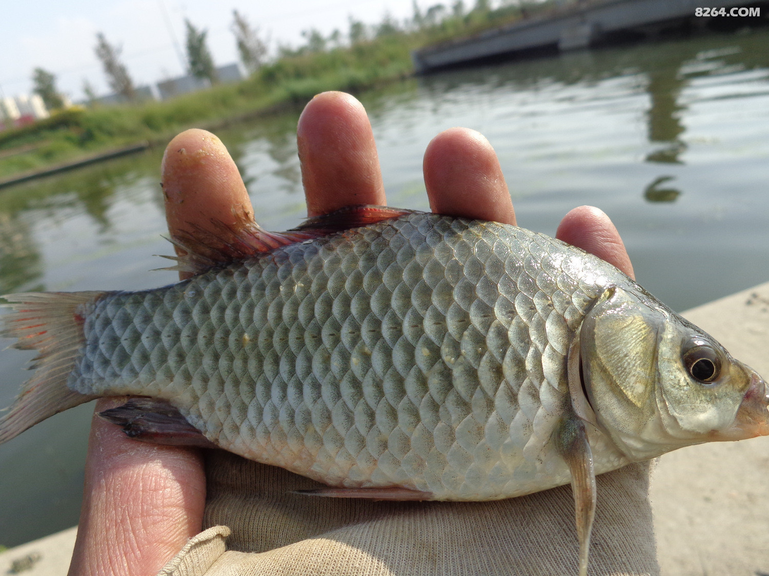 钓瘾再大架不住酷暑难耐
