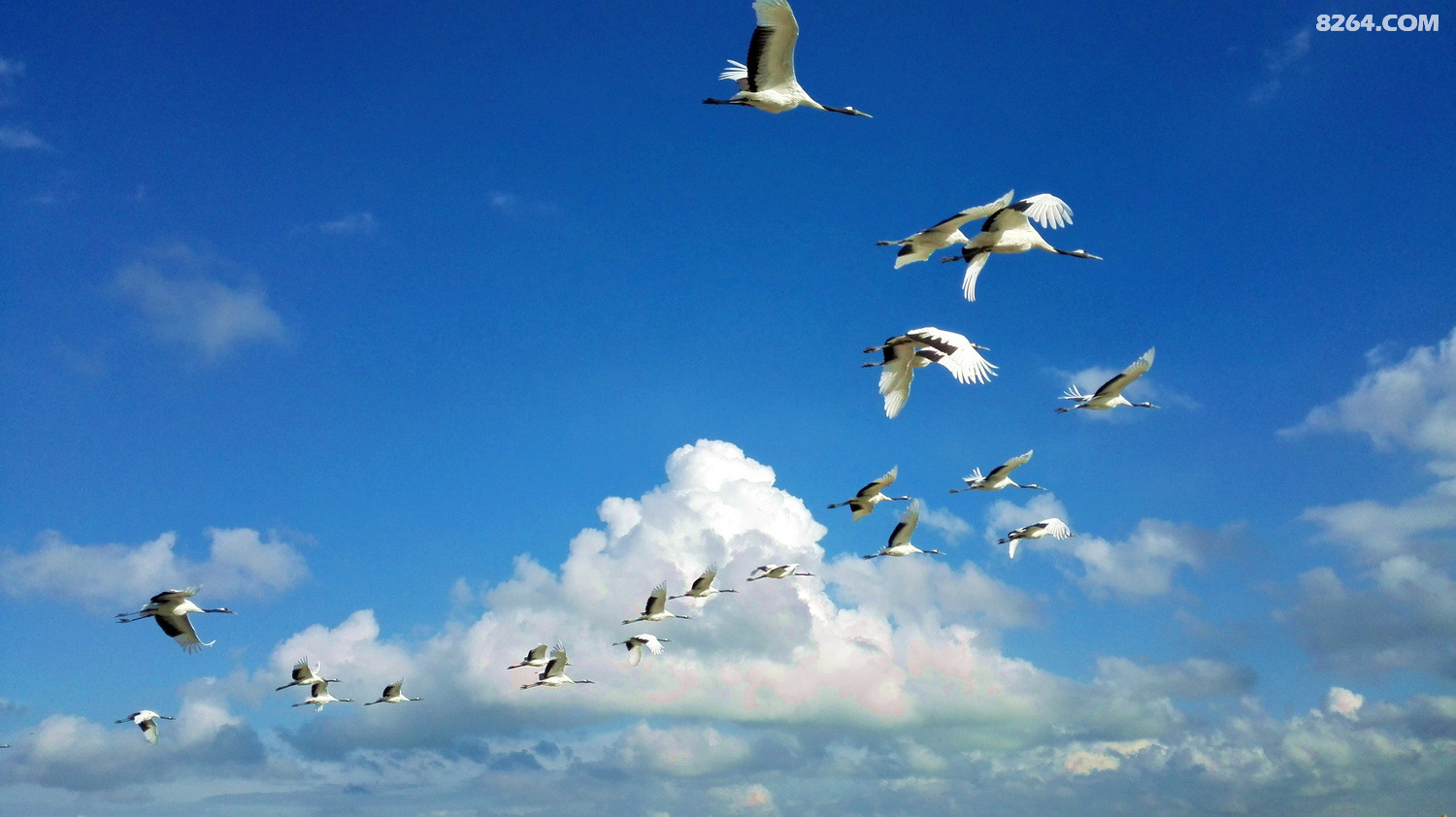 扎龙湿地,蓝天白云仙鹤成群,逃离魔都的阴霾真正体会到醉氧人生的酣畅